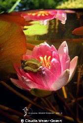 under the surface ...
series by Claudia Weber-Gebert 